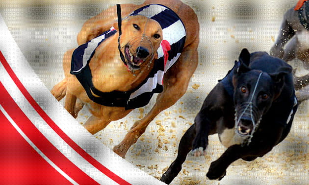 Ladbrokes greyhound racing betting