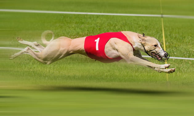 Greyhound racing round a track